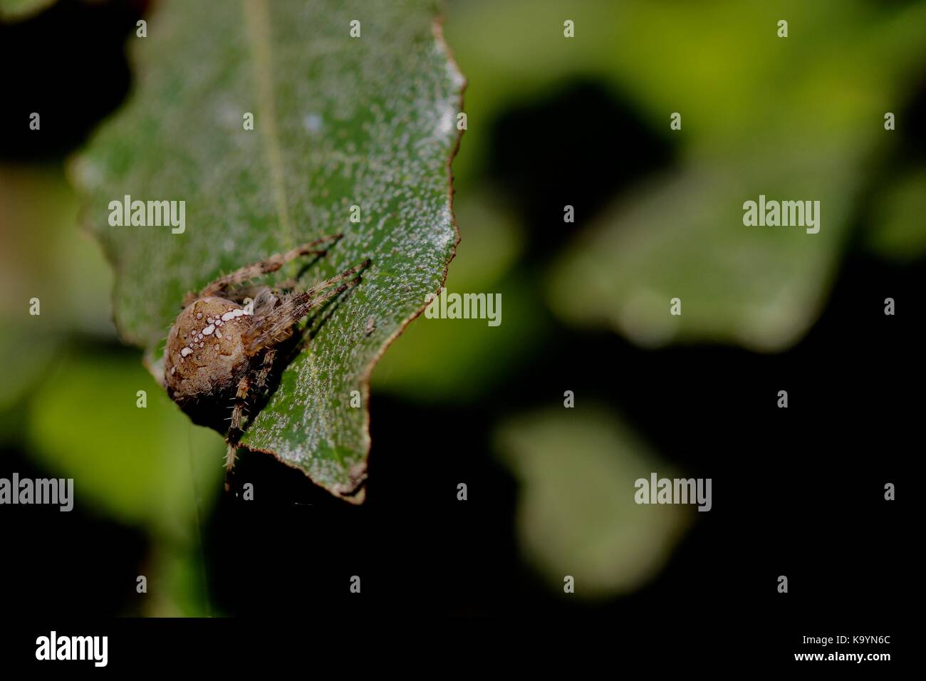 Orb weaver Spinne im Garten Suffolk, Großbritannien. Stockfoto