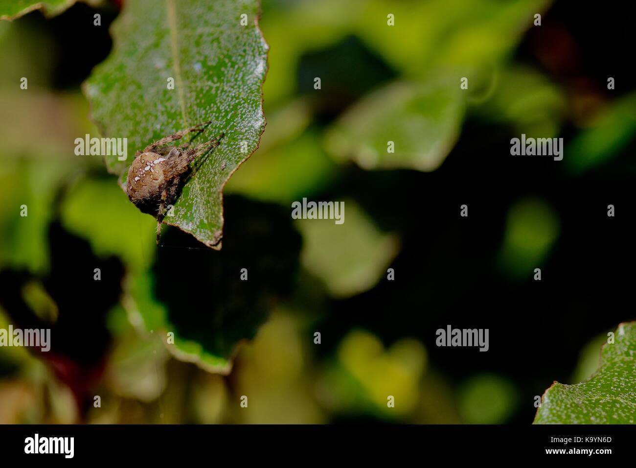 Orb weaver Spinne im Garten Suffolk, Großbritannien. Stockfoto