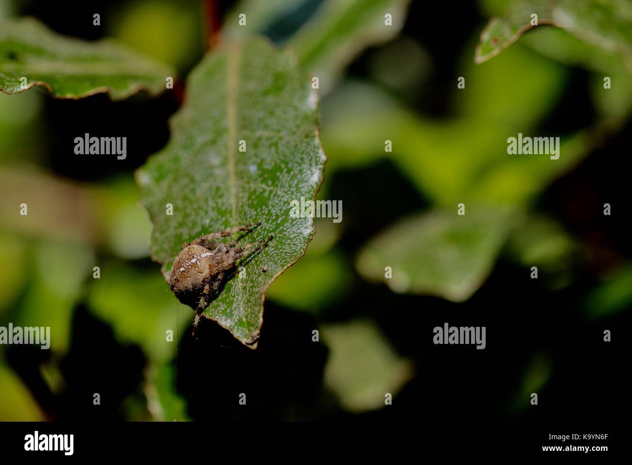Orb weaver Spinne im Garten Suffolk, Großbritannien. Stockfoto