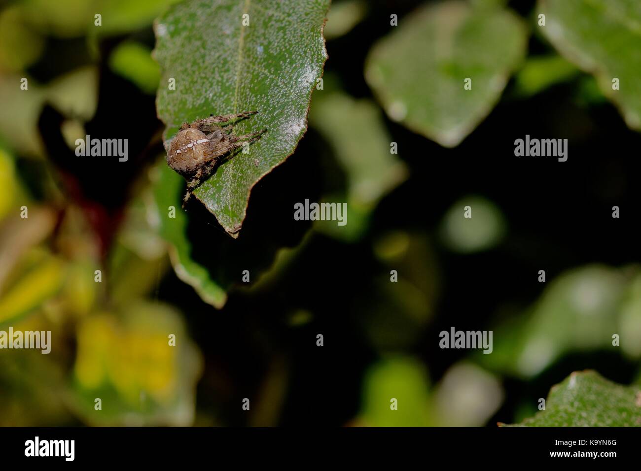 Orb weaver Spinne im Garten Suffolk, Großbritannien. Stockfoto