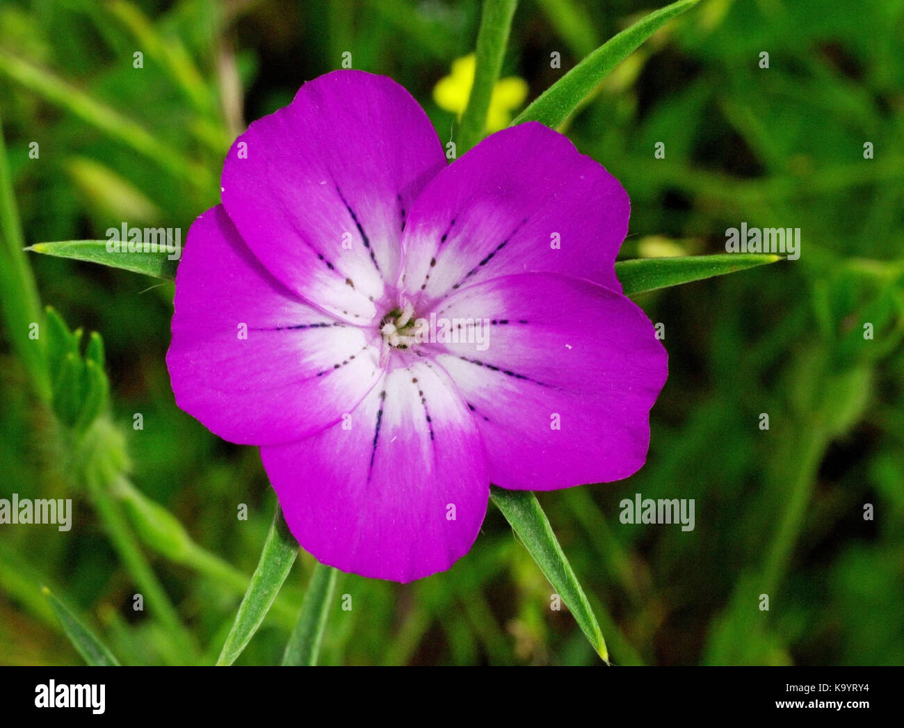 Die gemeinsame Mais - cockle (Agrostemma githago) aus der Familie Caryophyllaceae Stockfoto