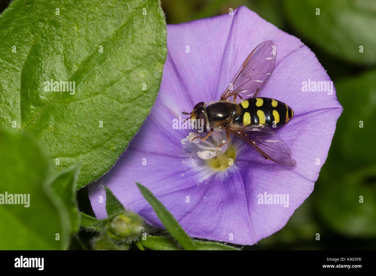 Wasp nachahmen UK weiblichen Hoverfly, Eupeodes luniger, Fütterung auf die blaue Blume der Convolvulus sabatius Stockfoto