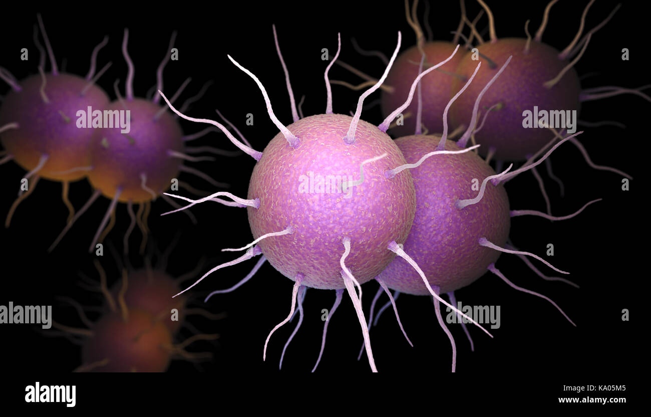 Das Bakterium Neisseria gonorrhoeae, verantwortlich für die sexuell übertragenen Infektionen Gonorrhöe. 3D-Darstellung Stockfoto