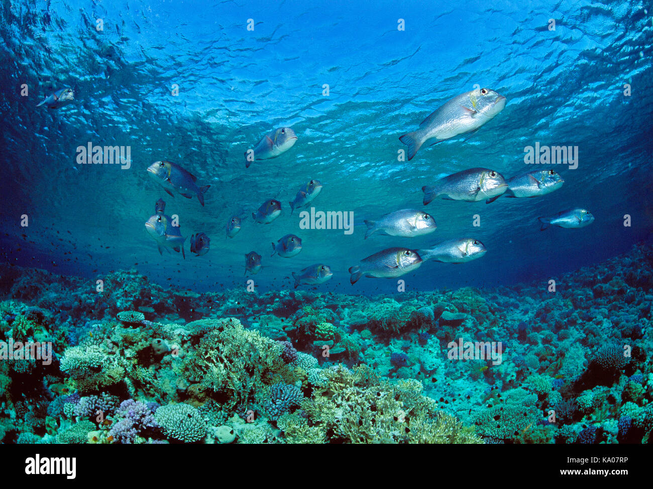Ägypten. Das rote Meer. Tierwelt. Schafkopf Fische über Korallenriff. Stockfoto