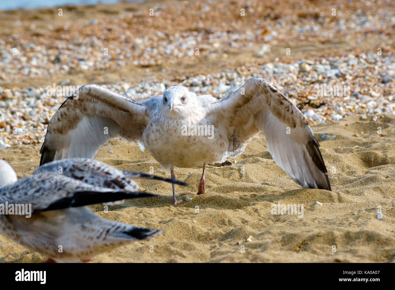 Folding Wings Stockfotos Folding Wings Bilder Seite 3