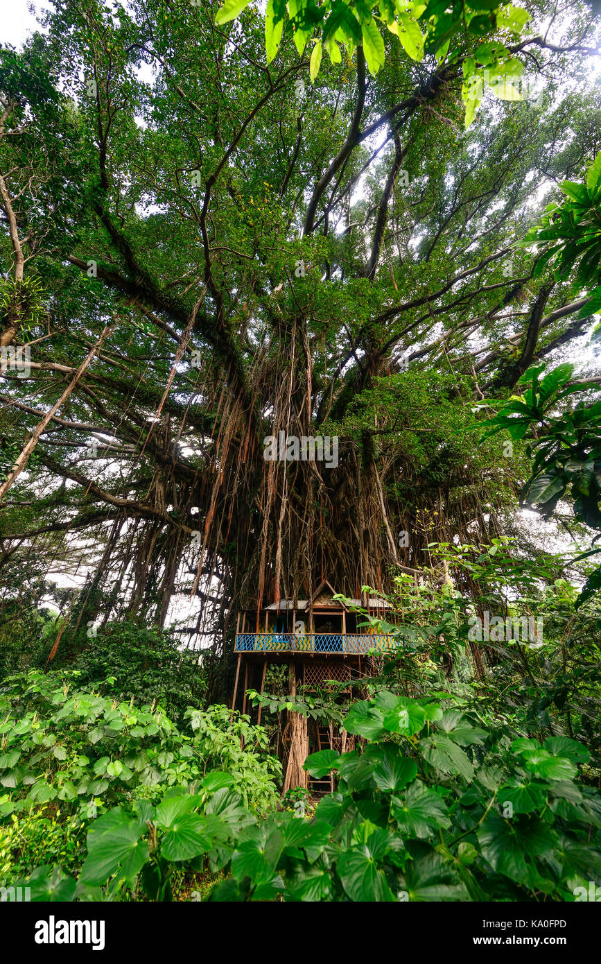 Tree House im Banyan Tree (Ficus benghalensis), in der Nähe von Port Auflösung, Insel Tanna, Vanuatu, Südsee, Ozeanien Stockfoto