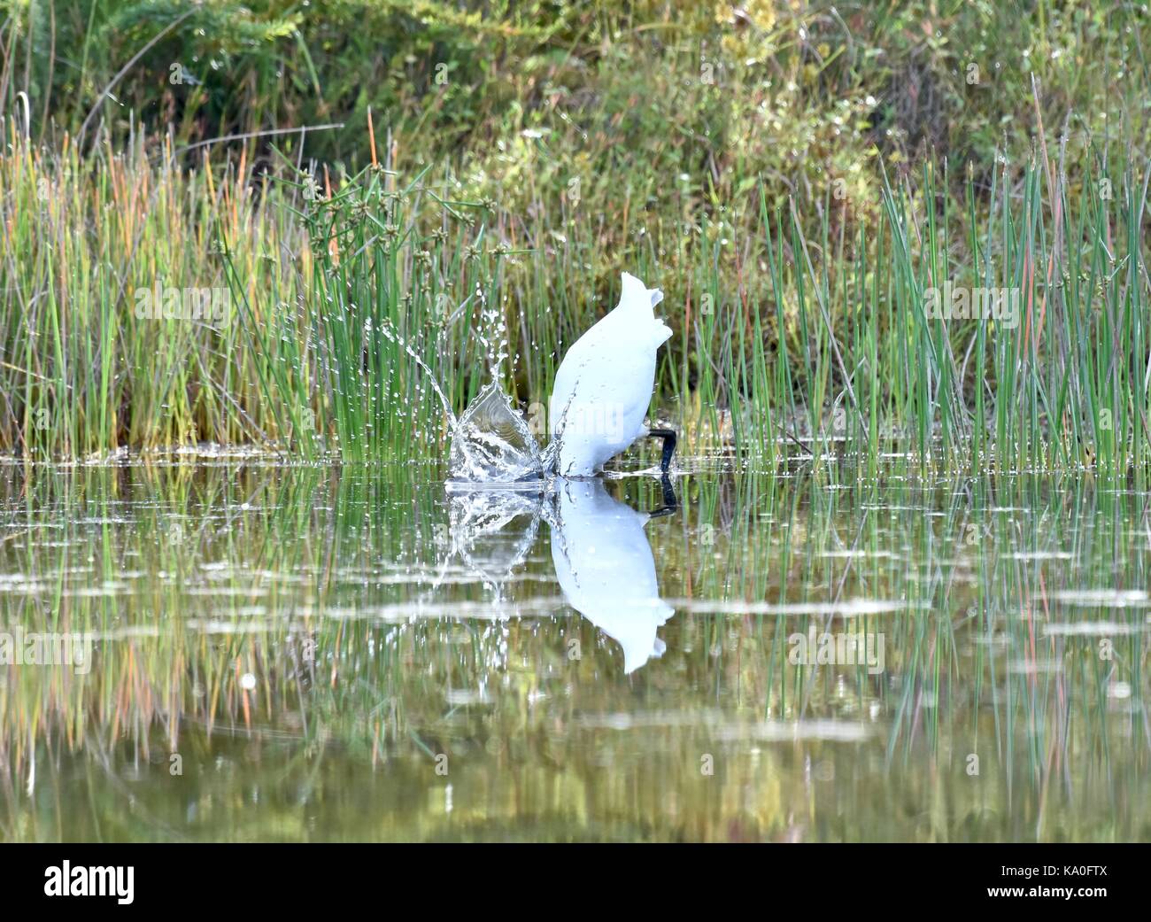 Silberreiher (Ardea Alba) Jagd nach Nahrung Stockfoto