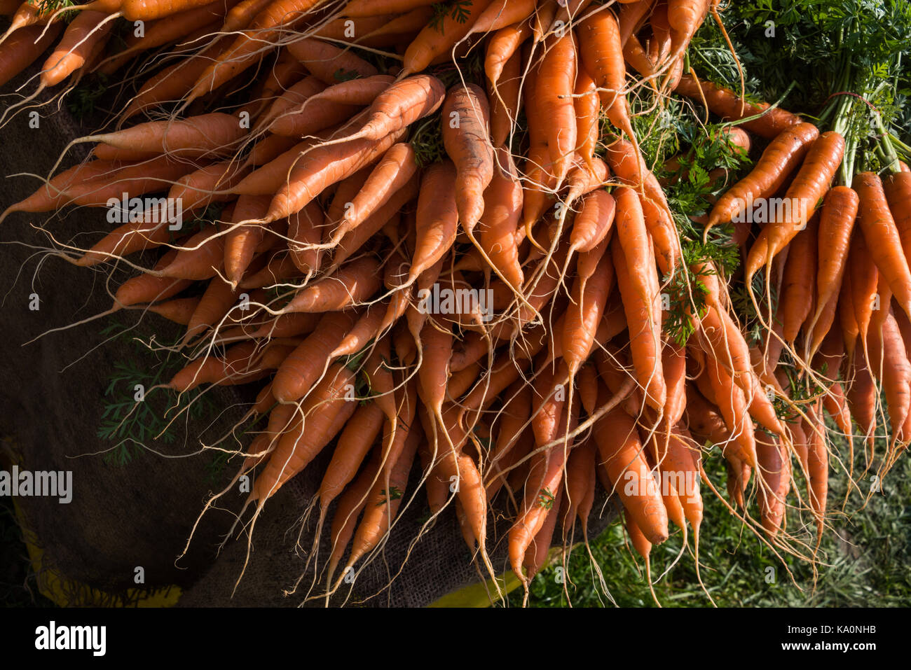 Gesunde und rote Karotte auf einem Markt Stockfoto