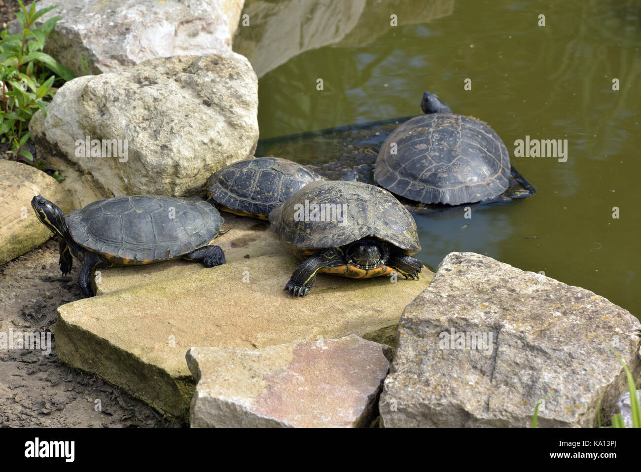 Reseviers Fotos und Bildmaterial in hoher Auflösung Alamy