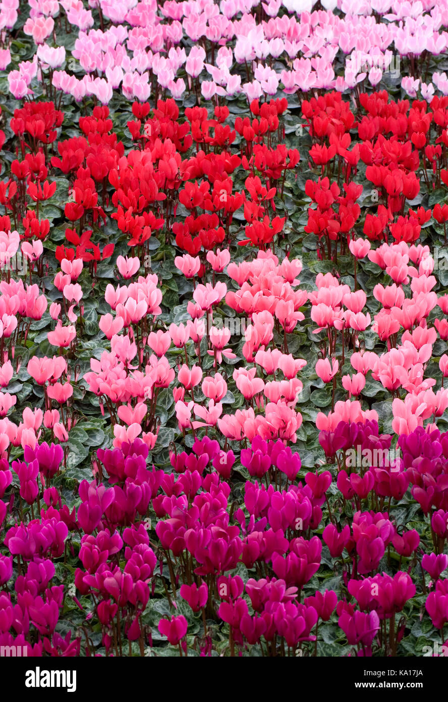 Cyclamen Coum. winterharte Alpenveilchen für Verkauf an Malvern Herbst flower show. Stockfoto