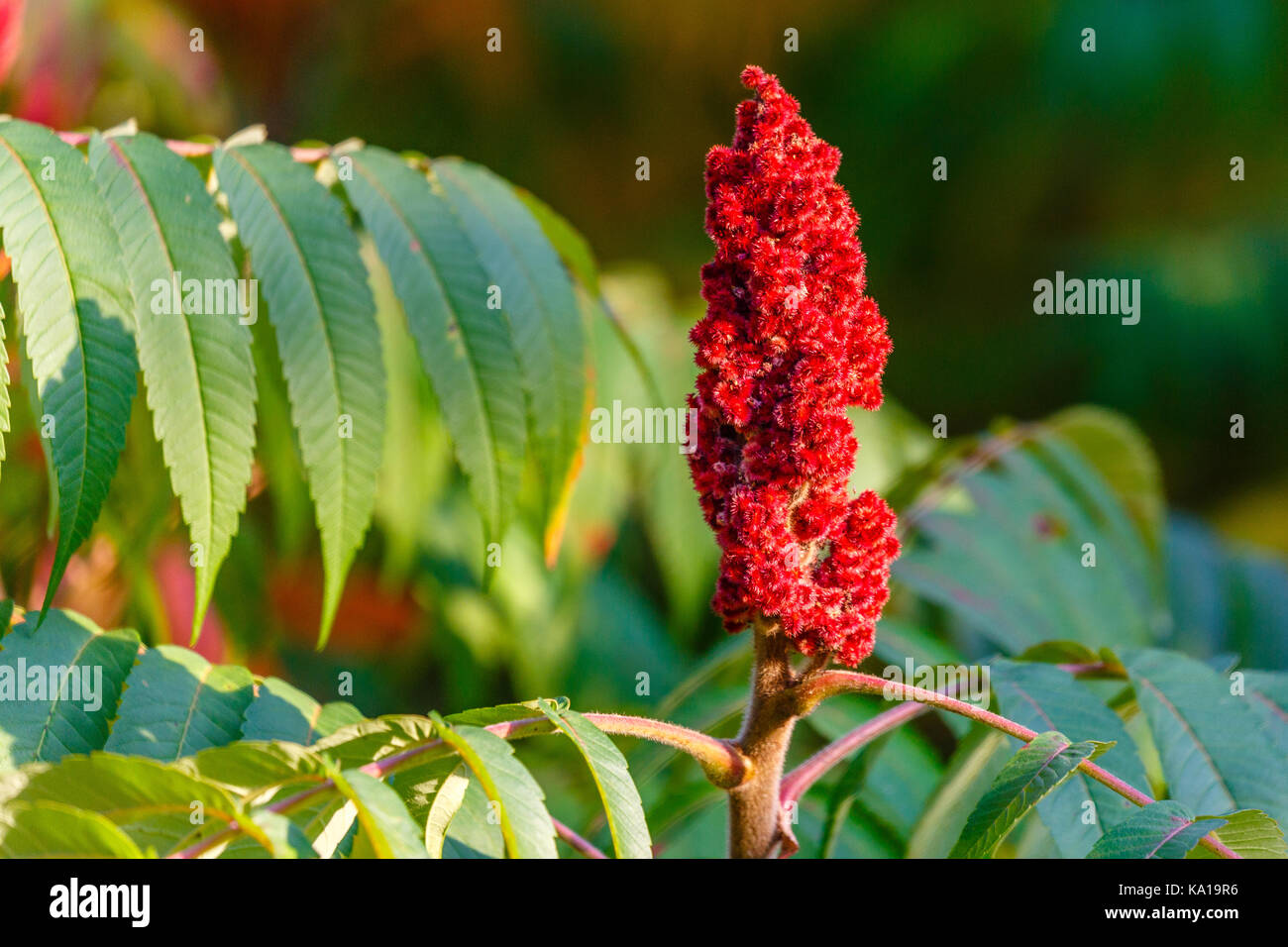 Staghorn Sumac (Rhus typhina) Rote Steinfrucht, Blüte im Spätsommer Stockfoto