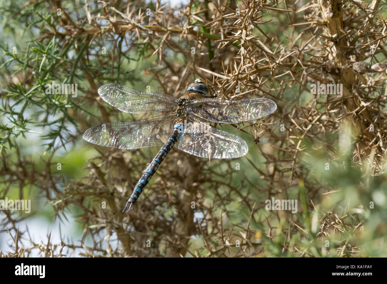 Migrant hawker Dragonfly (Aeshna Mixta) auf ginster Bush in Surrey, Großbritannien Stockfoto