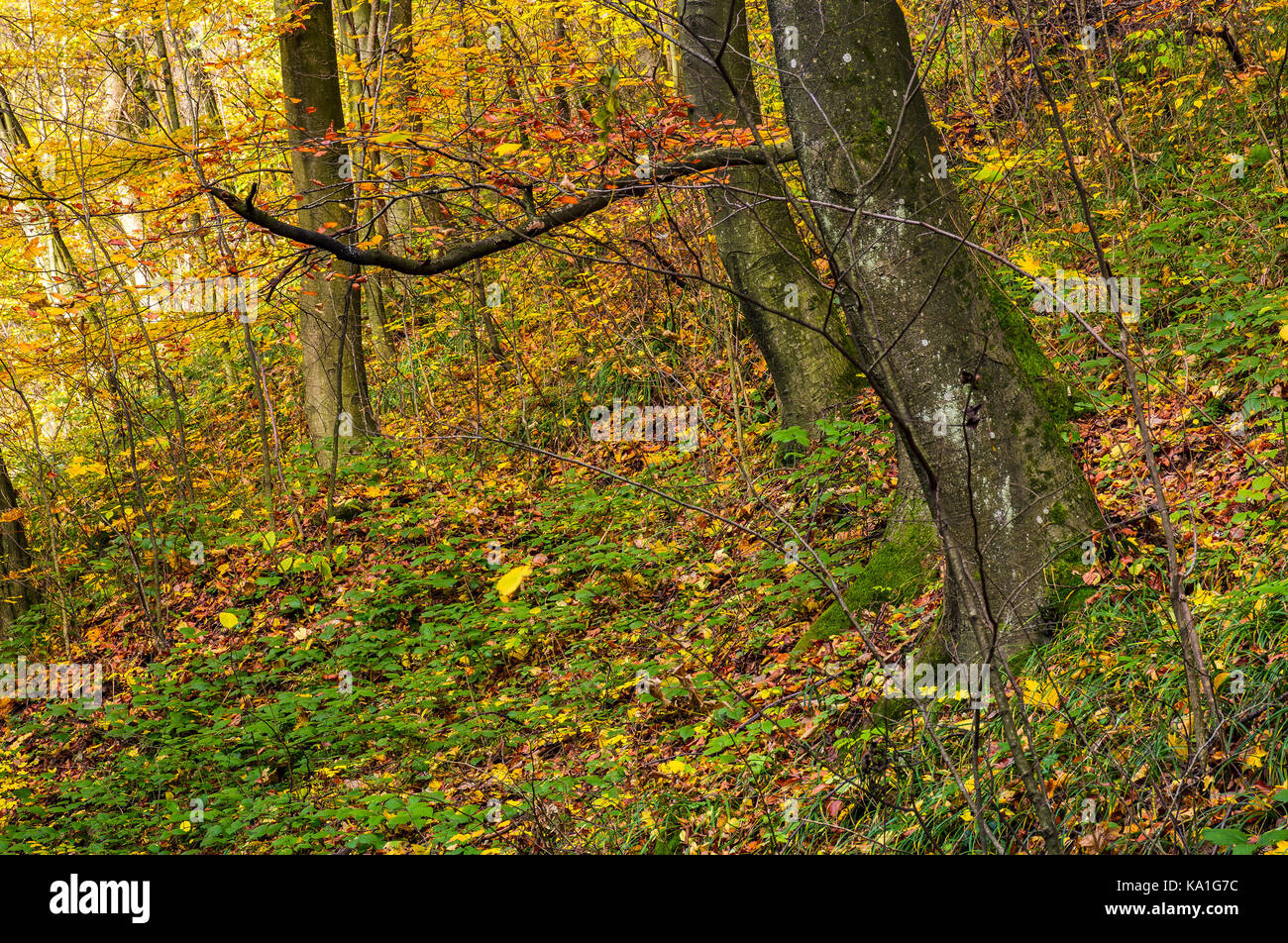 Schöne Wald Hintergrund in goldenen Laub. schöne herbstliche Natur Landschaft Stockfoto