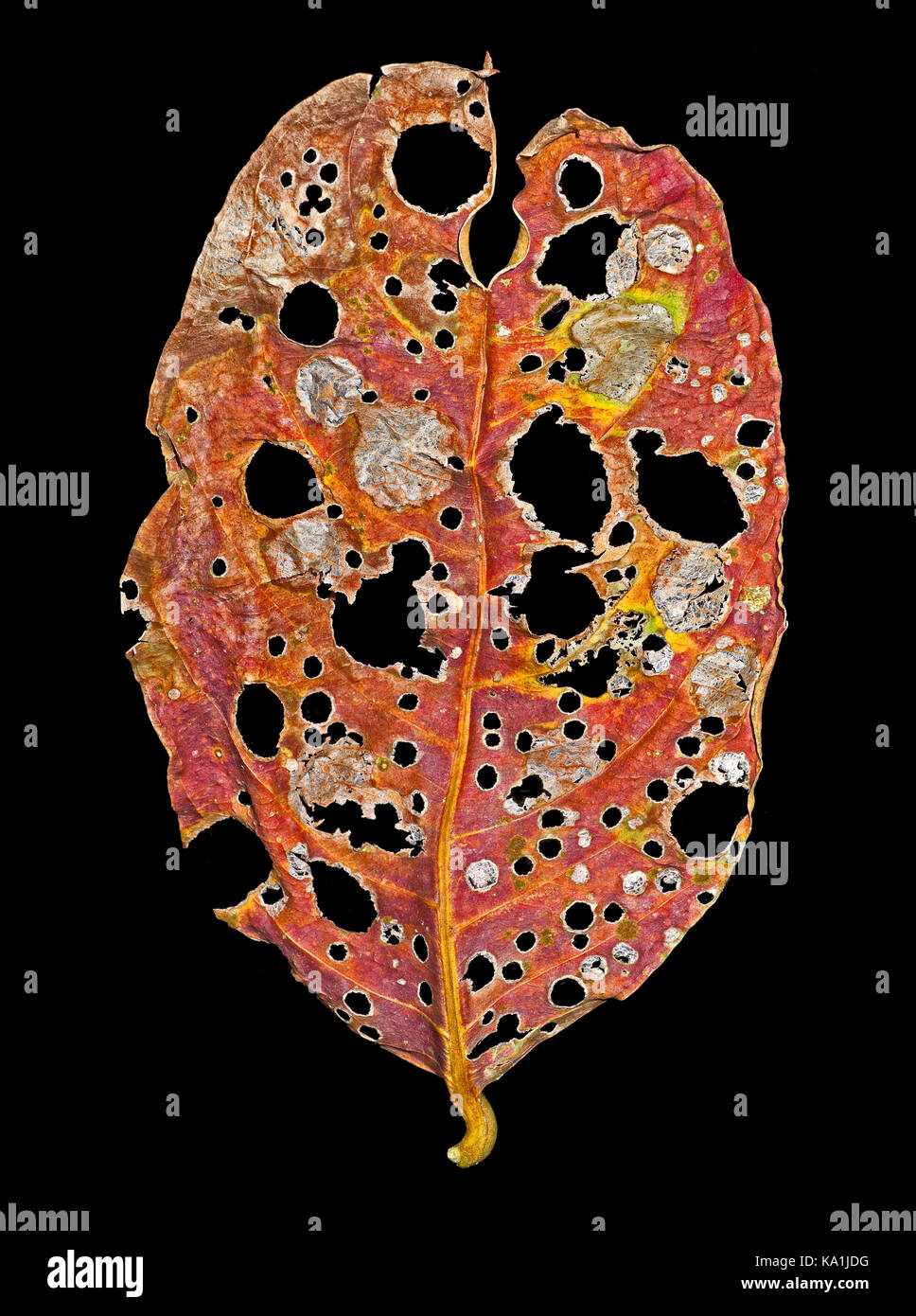 Gefallenen baum Blatt, in Bohrungen durch Insekten gegessen, Stockfoto