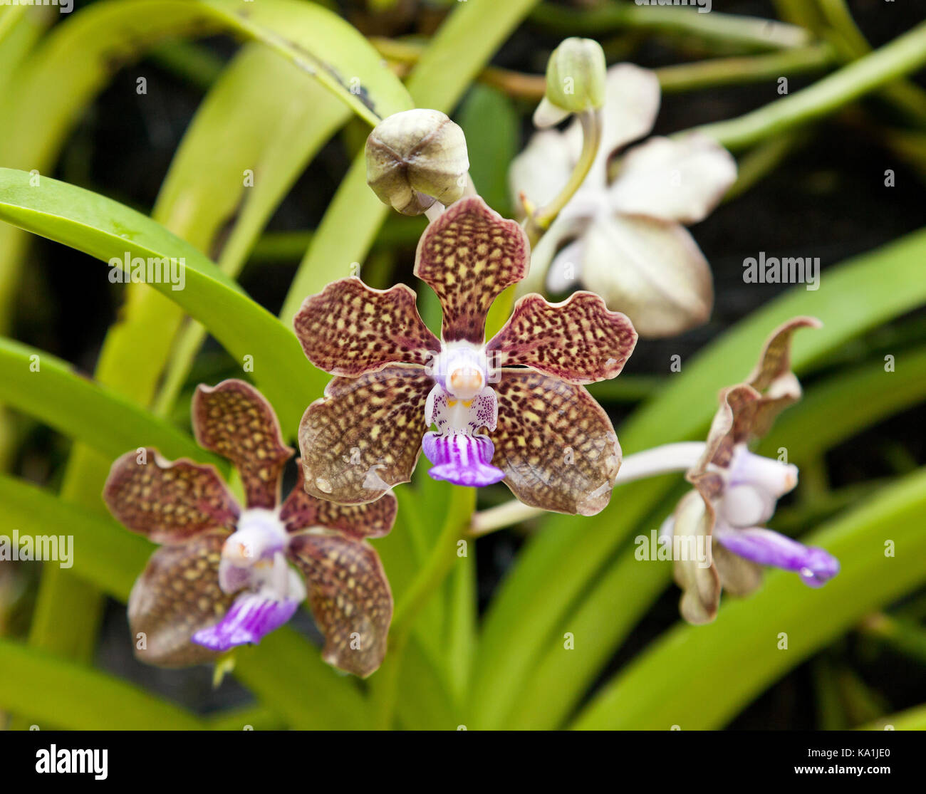 Tropische Orchidee, Papilionanda Mimi Palmer, auch bekannt als Vanda Mimi Palmer. Singapore Botanic Gardens. Stockfoto