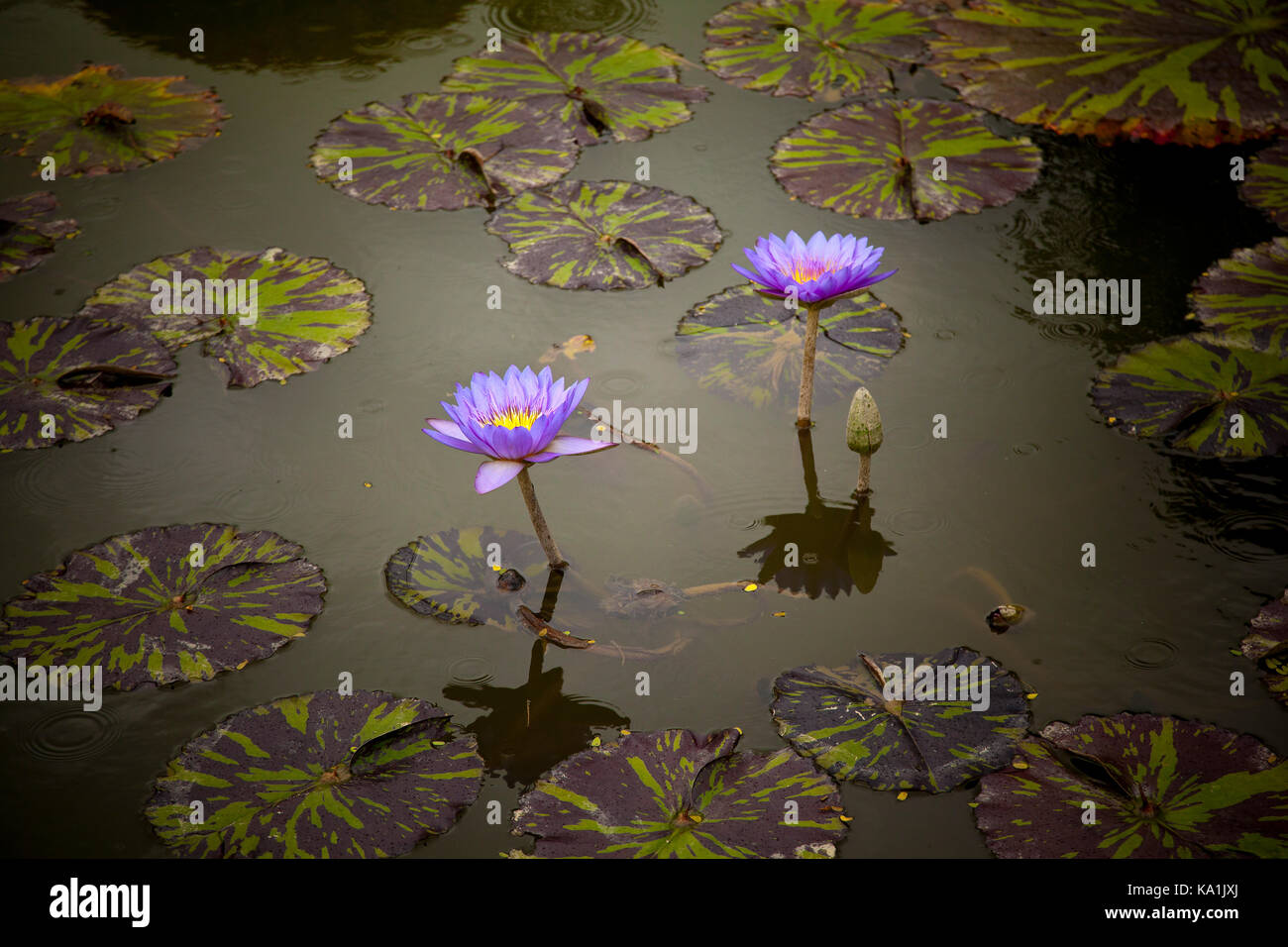 Seerosen, Nymphaea sp. Singapur Stockfoto