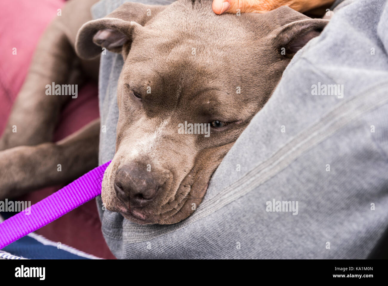 Hund Blue Nose Pit entspannt Personen arm Stockfotografie - Alamy