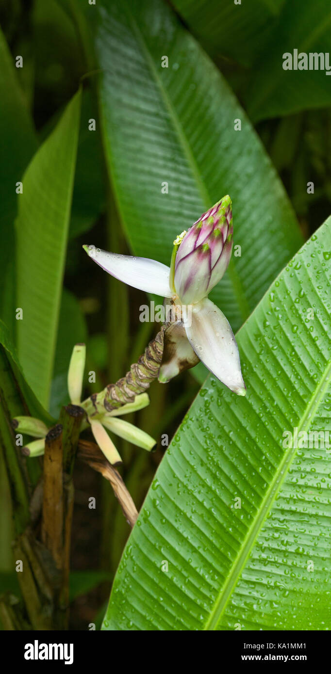 Musa aus Buchsbaumholz) ist eine Pflanzenart aus der Gattung wild Banane (Musa) Halbinsel Malaysia. Stockfoto