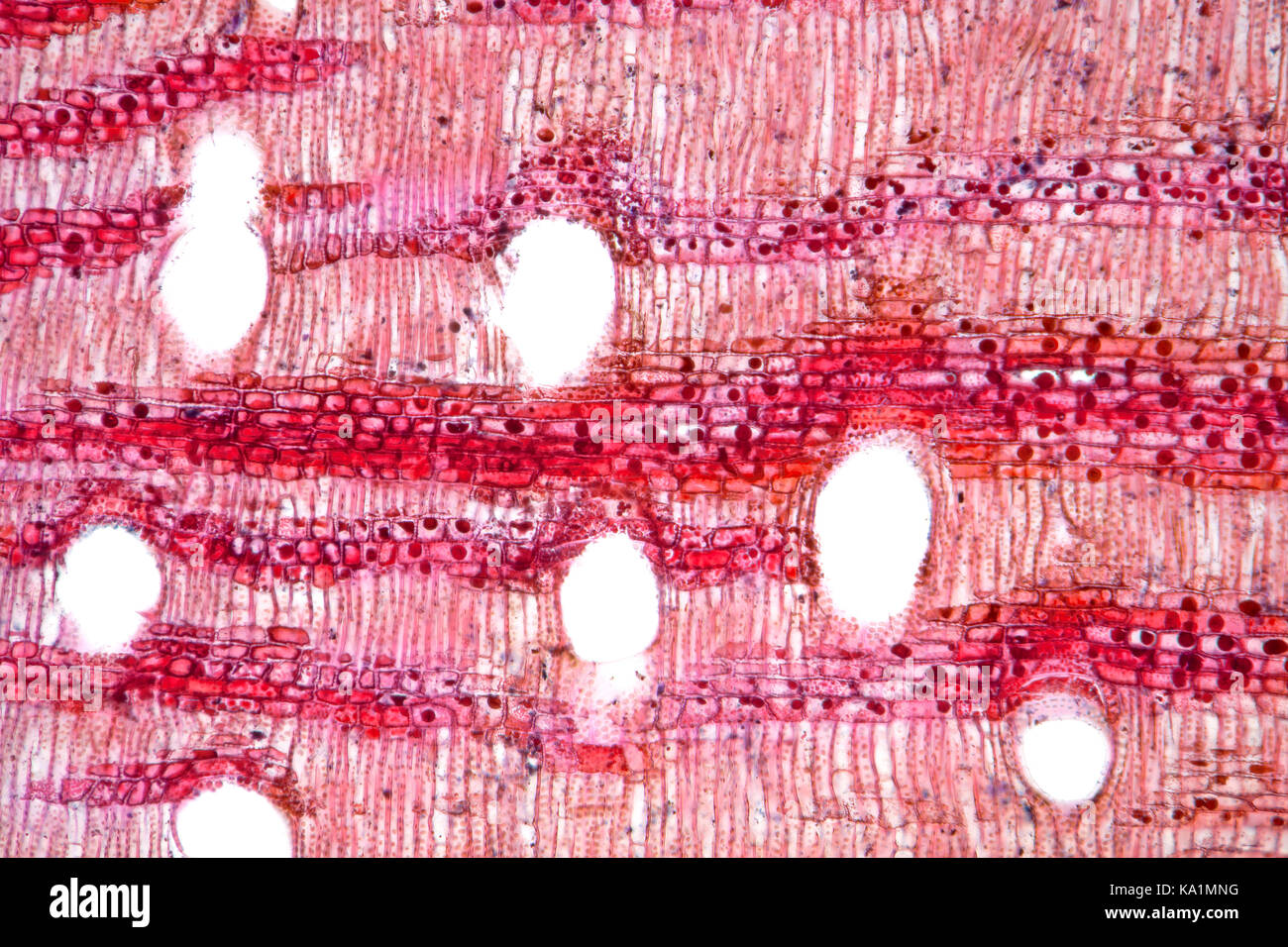 Hellfeld photomicrograph von Stammzellen, Eukalyptus polyanthemos, die gemeinhin als Red Box, einem kleinen bis mittelgroßen Baum bekannt, beheimatet in New South Wales, Australien Stockfoto