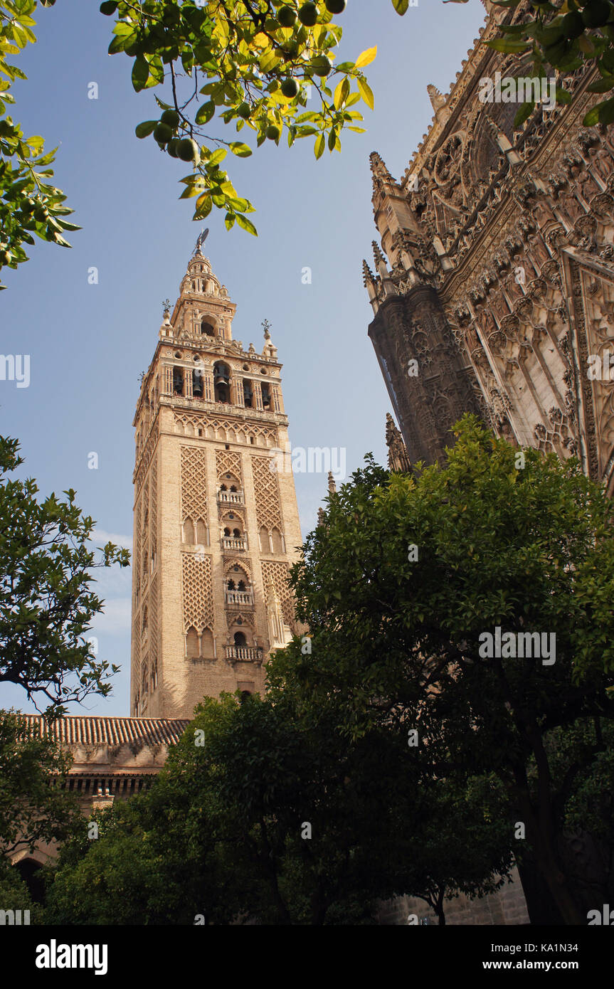 Turm und Fassade der Kathedrale Santa Maria del See in Sevilla, Andalusien, Spanien (Catedral de Santa María de la Sede) Stockfoto