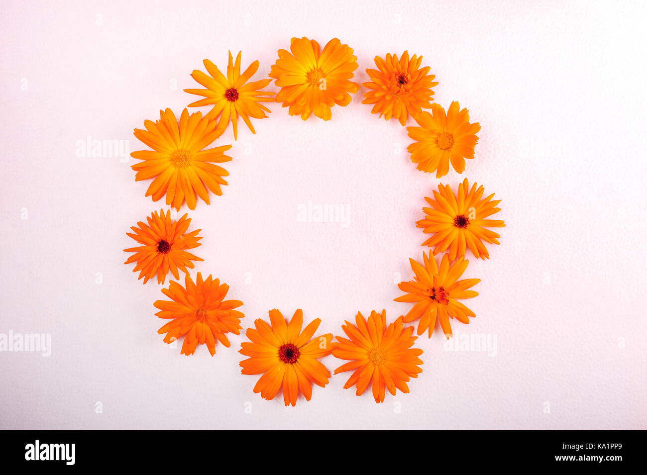 Horizontale Foto des Kreises von orange Blumen. calendulas in einem Kreis auf weißem Tuch angeordnet. Kopieren Sie Platz auf beiden Seiten der Blumenschmuck. Stockfoto