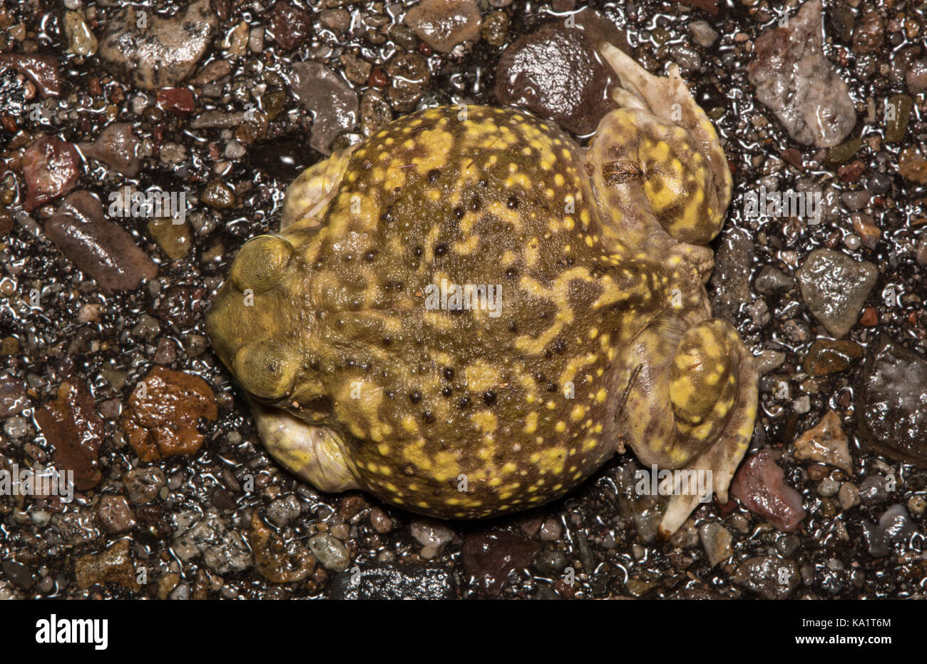 Der Couch Spadefoot (Scaphiopus couchii) aus Pima County, Arizona, USA. Stockfoto