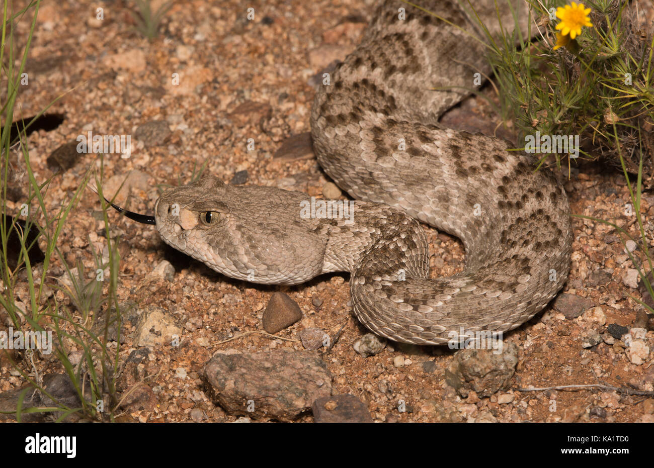 WESTERN Diamond-Backed Rattlesnake (Crotalus atrox) aus Pima County, Arizona. Stockfoto