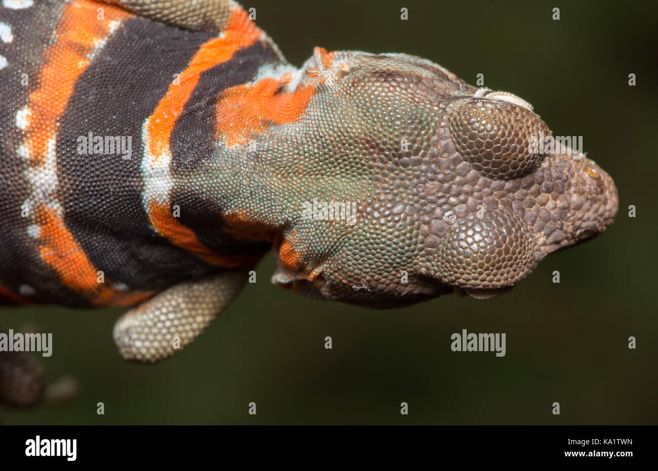 Eine Erwachsene Hündin Dickerson's Collared Lizard (Crotaphytus dickersonae) aus Sonora, Mexiko. Stockfoto