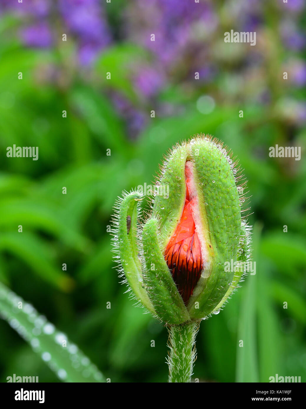 Eine einzelne rote oder orange Poppy bud Öffnung im Garten mit Regentropfen fallen. Stockfoto