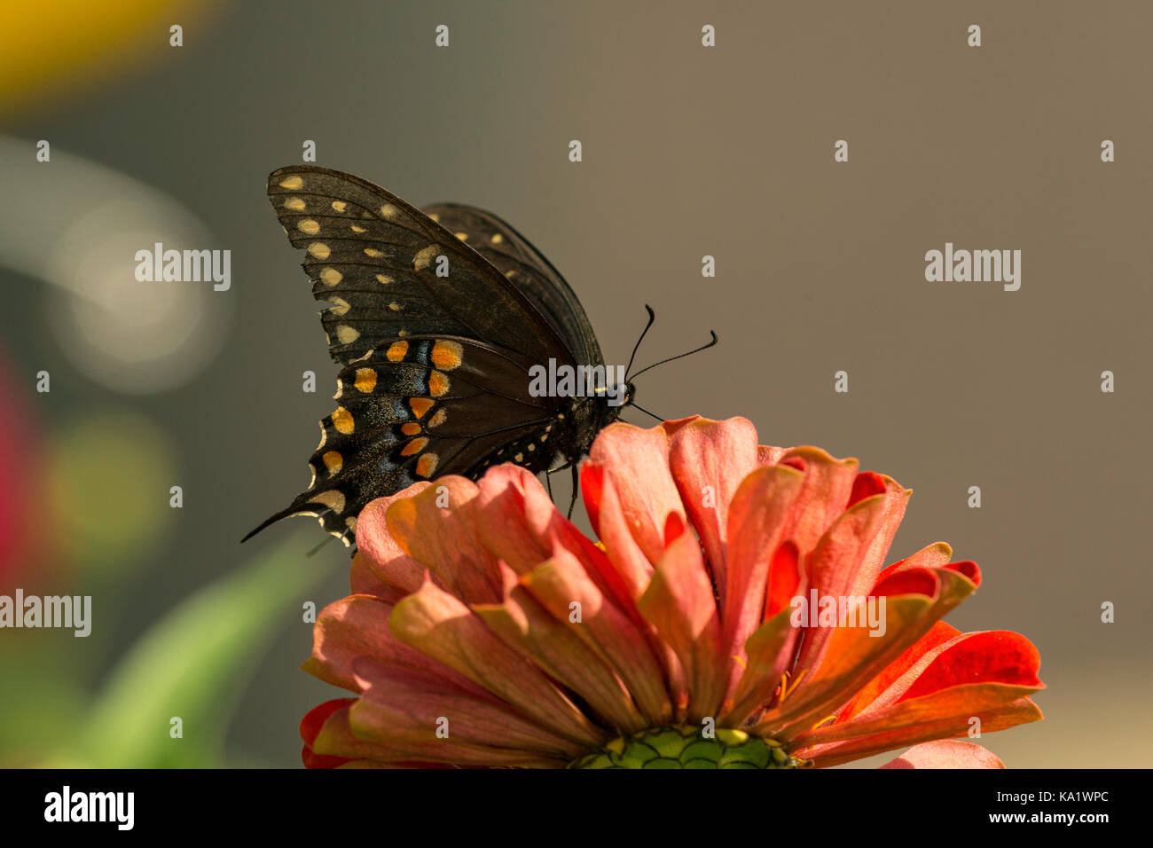 Östlichen Schwalbenschwanz Fütterung auf Zinnia blühen. Stockfoto