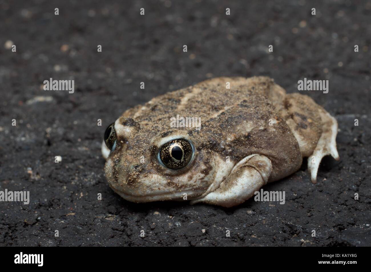 Ein grosses Becken Kröte (Spea intermontana) auf der Straße in der Nacht im Grand Staircase - Escalante National Monument in Utah, USA Stockfoto