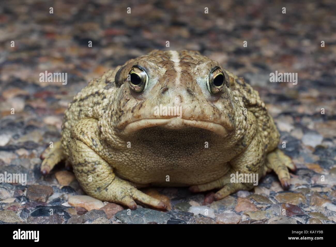 Ein Rocky Mountain Kröte (Anaxyrus woodhousii woodhousii) sitzt auf einer gepflasterten Straße bei Nacht im Grand Staircase - Escalante National Monument, Utah Stockfoto