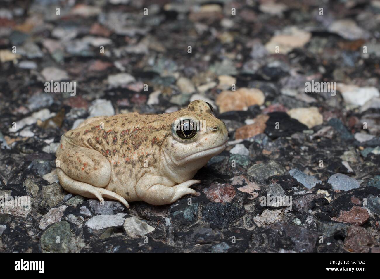 Ein grosses Becken Kröte (Spea intermontana) auf der Straße in der Nacht im Grand Staircase - Escalante National Monument in Utah, USA Stockfoto