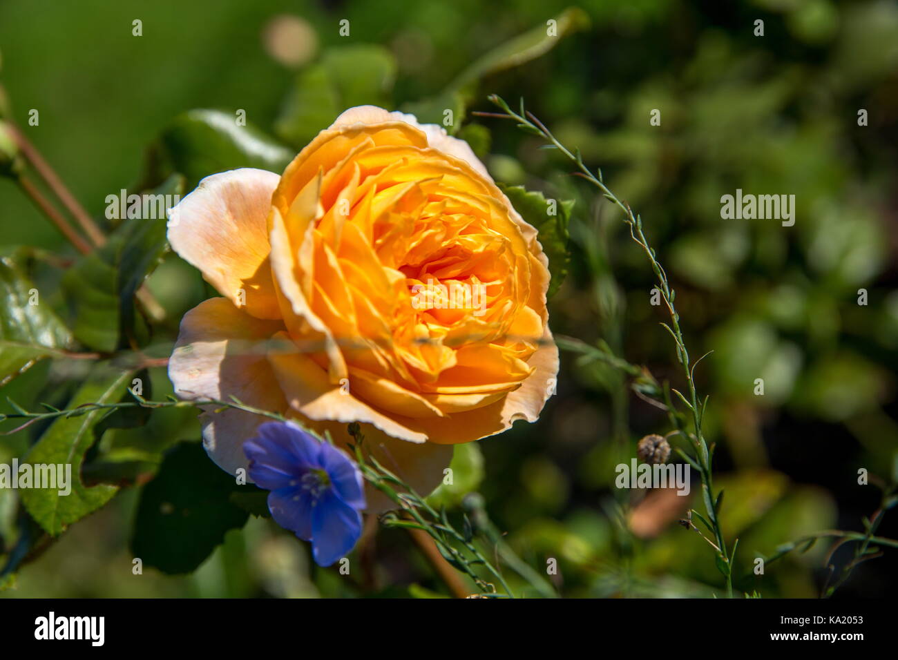 Blühende gelbe Rose im Garten an einem sonnigen Tag. Rose Crown Princess Margareta Stockfoto