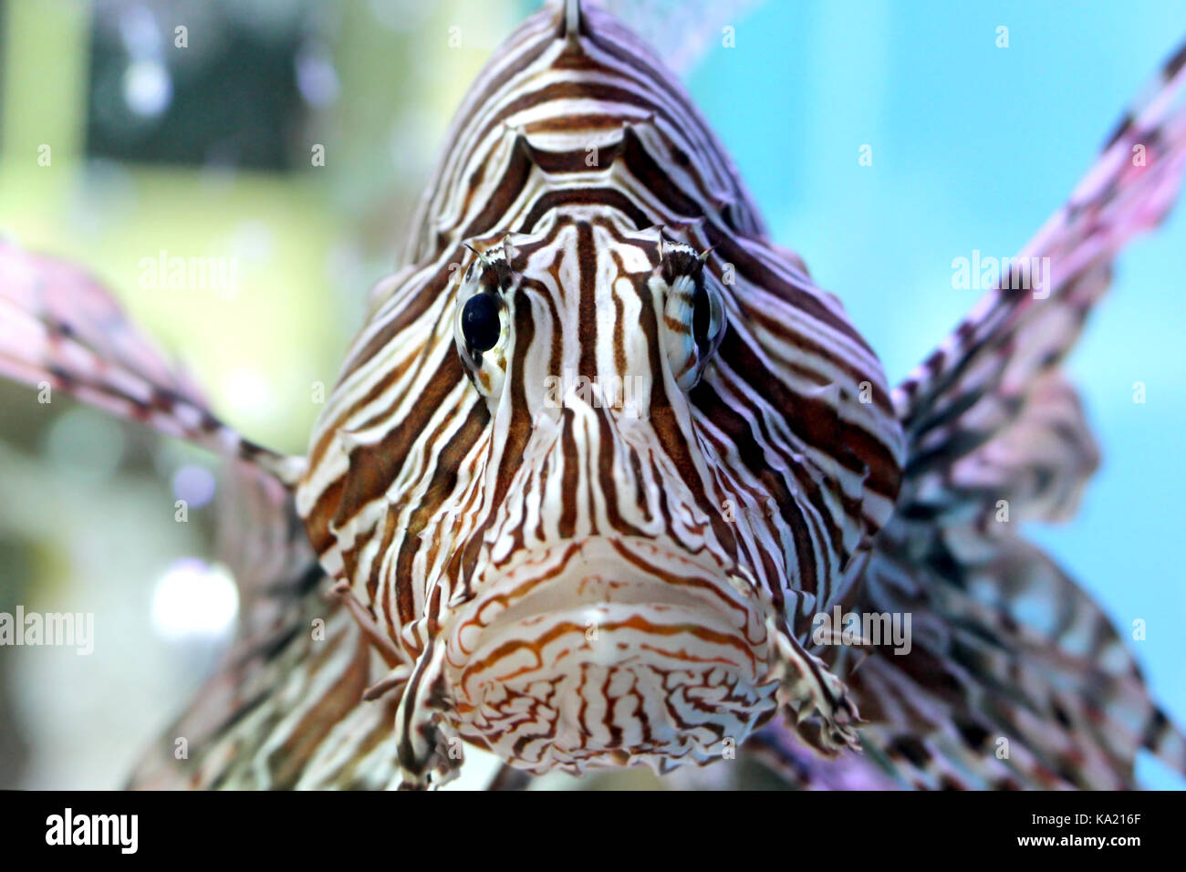 Nahaufnahme des schönen Rotfeuerfische im Aquarium Stockfoto