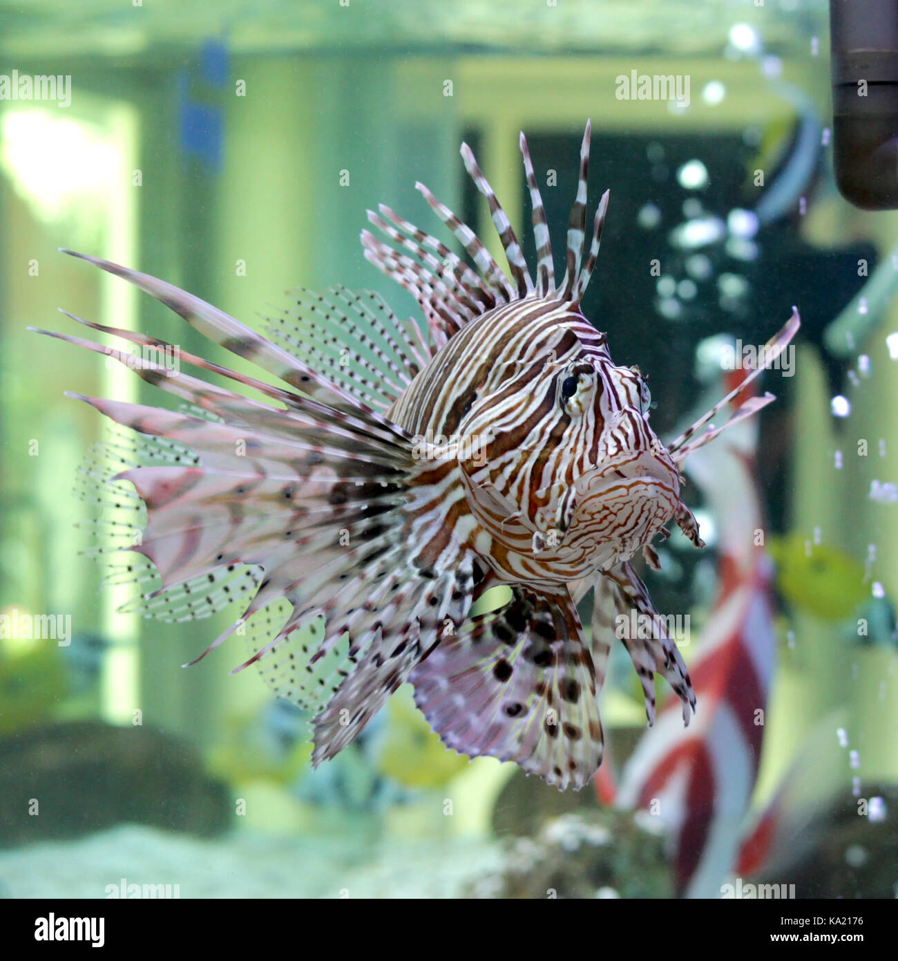 Nahaufnahme des schönen Rotfeuerfische im Aquarium Stockfoto