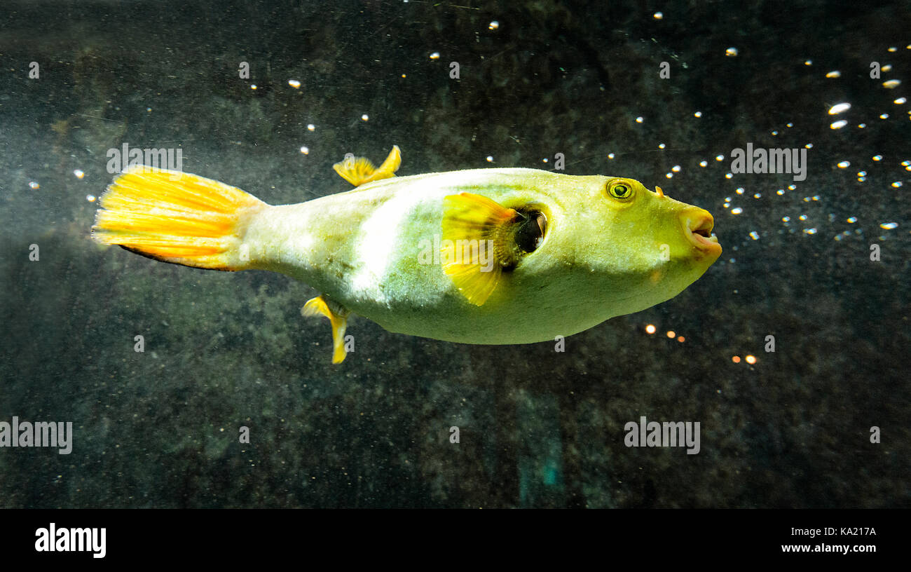 Kugelfisch ist ein giftiger Fisch in der tetraodontidae Familie. Reefworld Aquarium, Hervey Bay, Queensland, Queensland, Australien Stockfoto