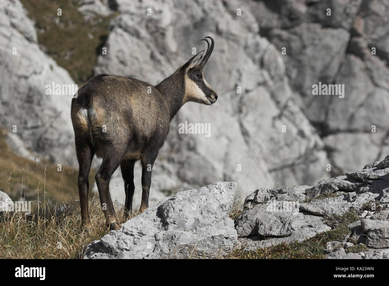 G? Mse, Buff-farbig, Rupicapra Rupicapra, Gämse / Chamois / Rupicapra Rupicapra Stockfoto