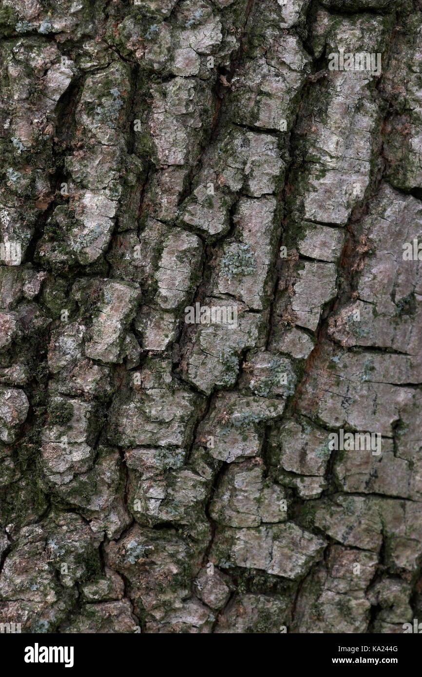 Acer campestre rinde -Fotos und -Bildmaterial in hoher Auflösung – Alamy