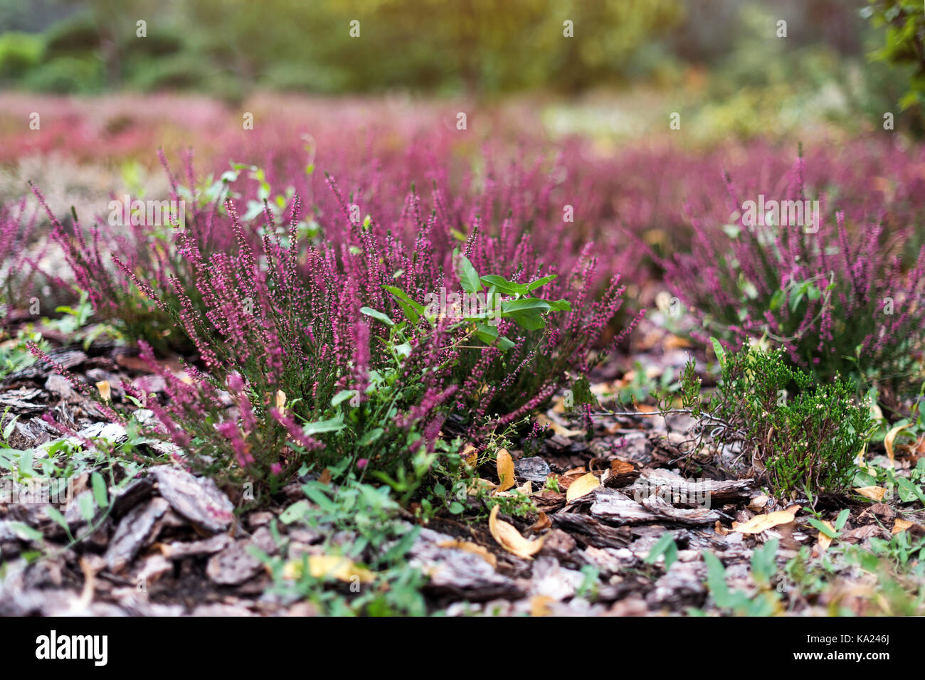 Rosa Blume von Heather Pflanze im Garten. Calluna Vulgaris Blumen. Stockfoto