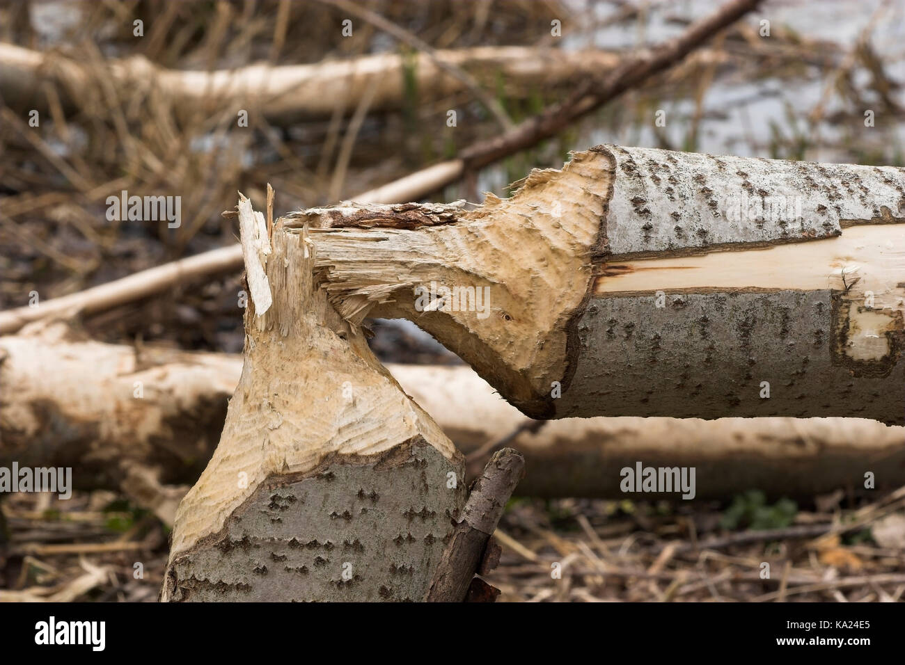 Spuren der Biber Essen, Biberfrassspuren Stockfoto