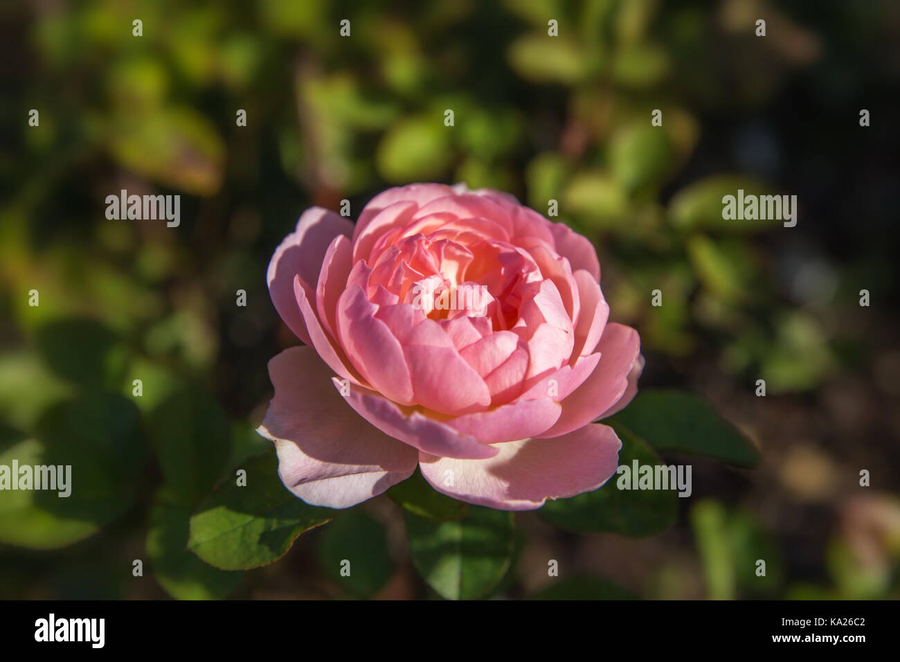 Blühende Englische Rose im Garten an einem sonnigen Tag. Rose Gentle Hermione. Stockfoto