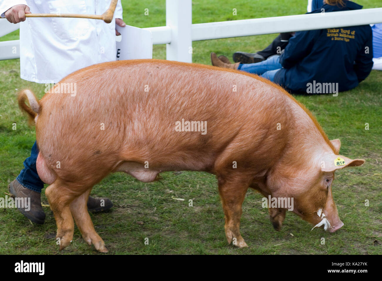 Sus scrofa domesticus, Tamworth Schwein Stockfoto