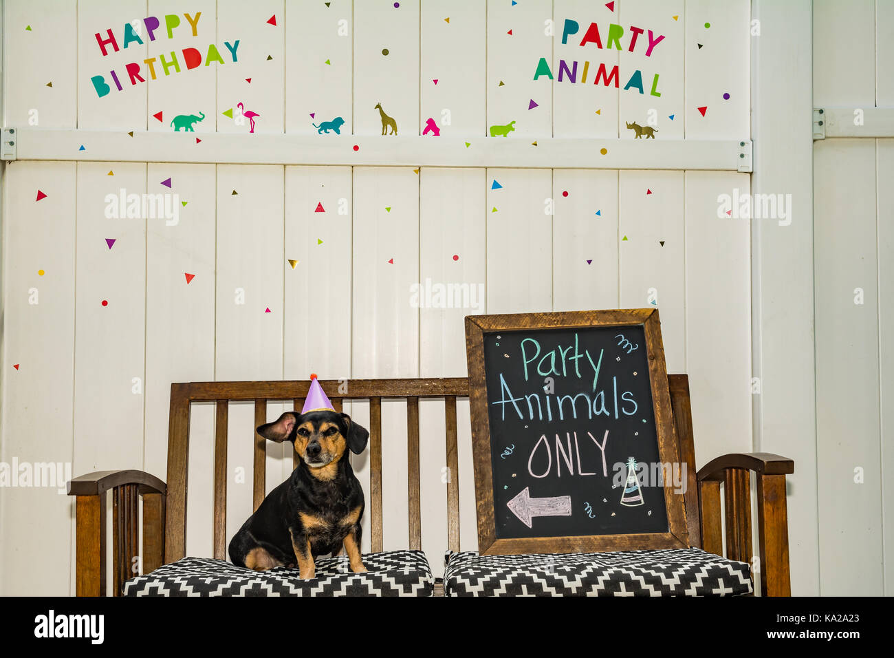 Einen niedlichen Dackel auf einer Party Animal theme Party. Stockfoto
