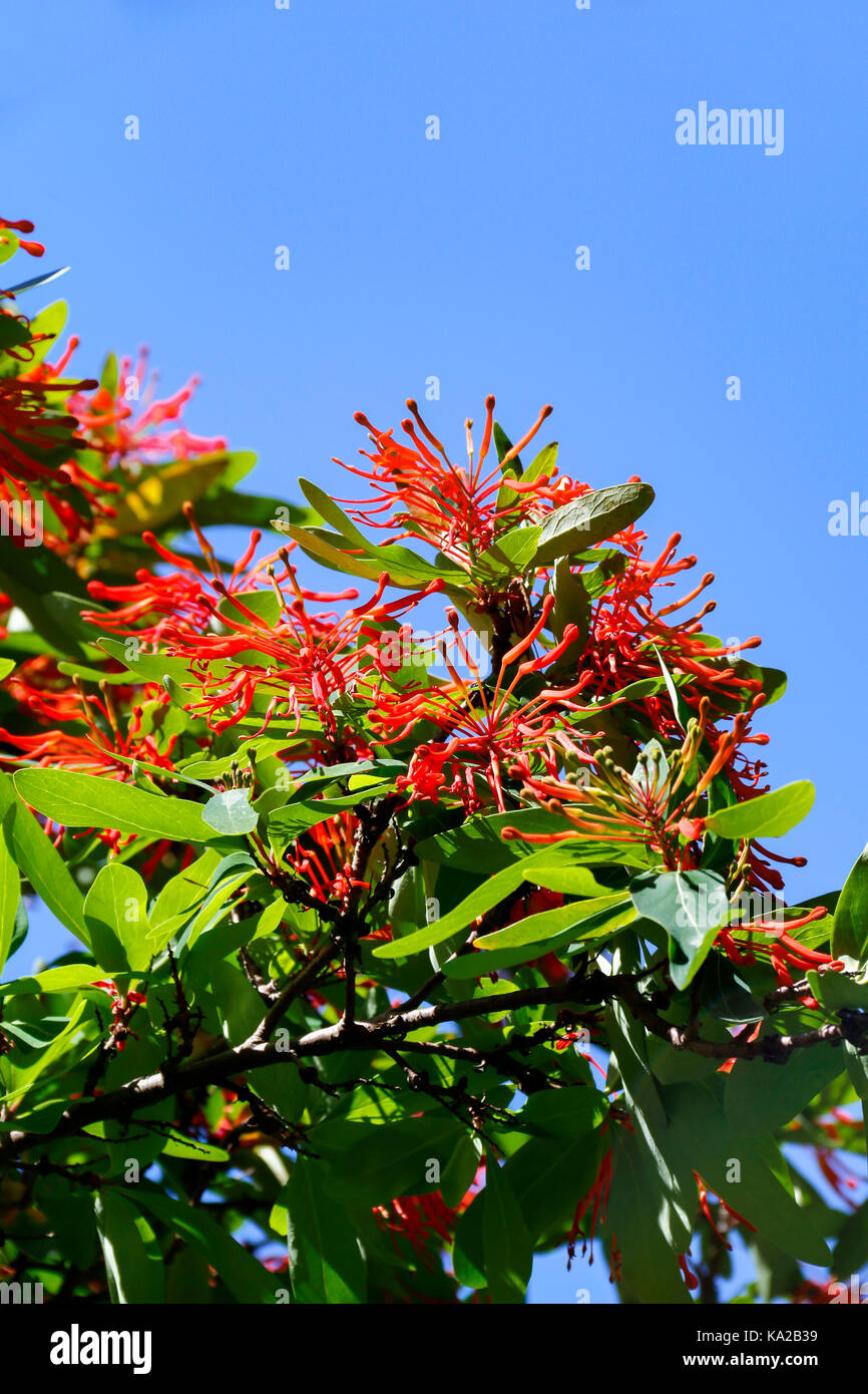 Rote Blumen von Embothrium Coccinea (Chilenische Firebush) an einem sonnigen Tag Stockfoto