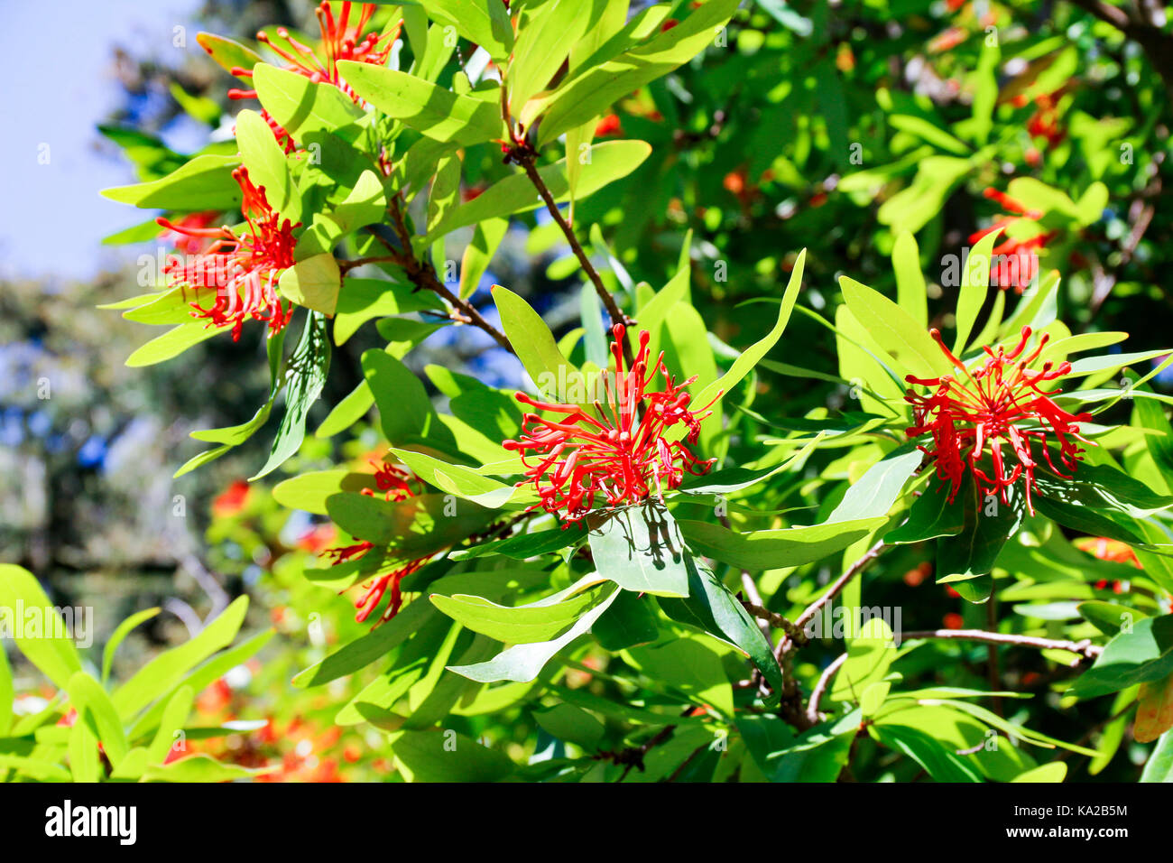 Rote Blumen von Embothrium Coccinea (Chilenische Firebush) an einem sonnigen Tag Stockfoto