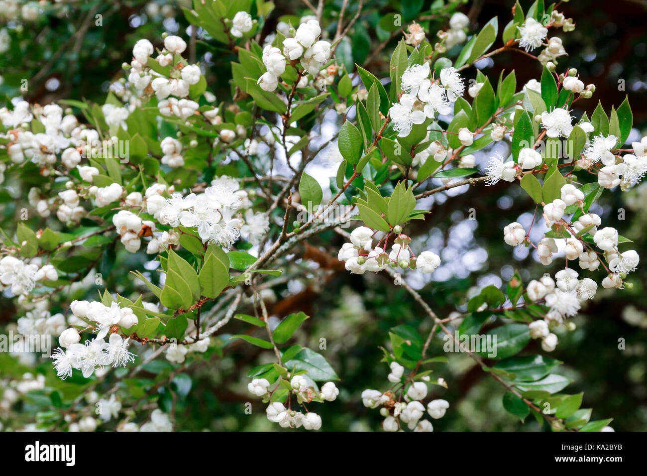 Die weißen Blüten der Luma apiculata (Chilenische Myrte) Stockfoto