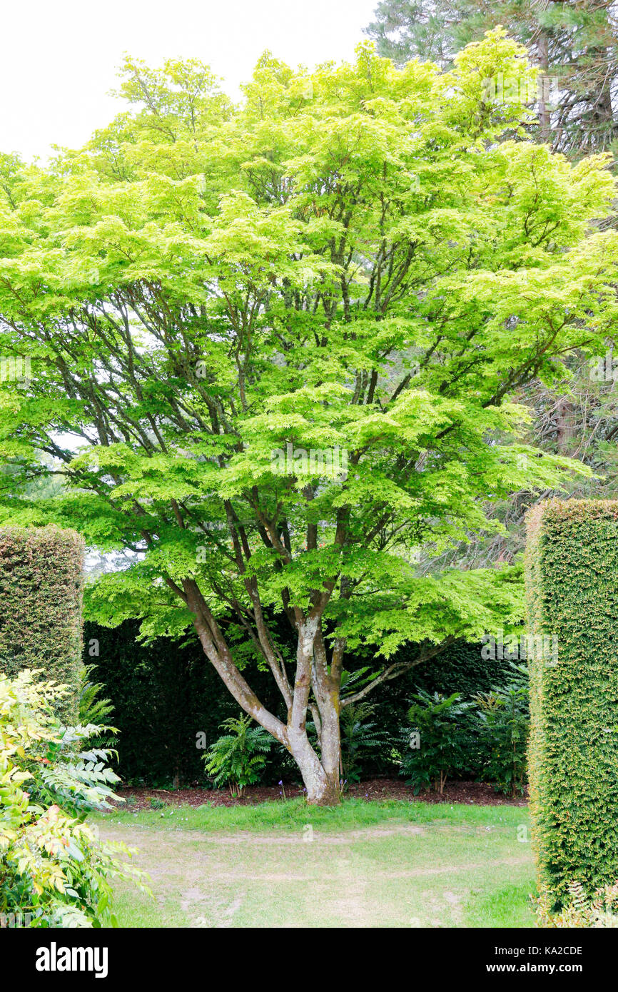 Grüne Feder Laub von Senkaki Acer palmatum (Coral Rinde Ahorn) Stockfoto
