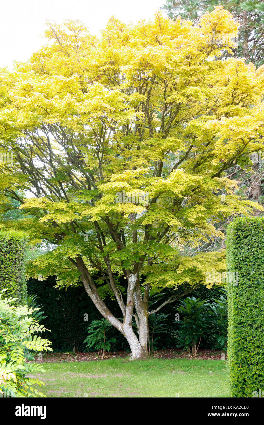 Gelb Herbst Laub von Senkaki Acer palmatum (Coral Rinde Ahorn) Stockfoto