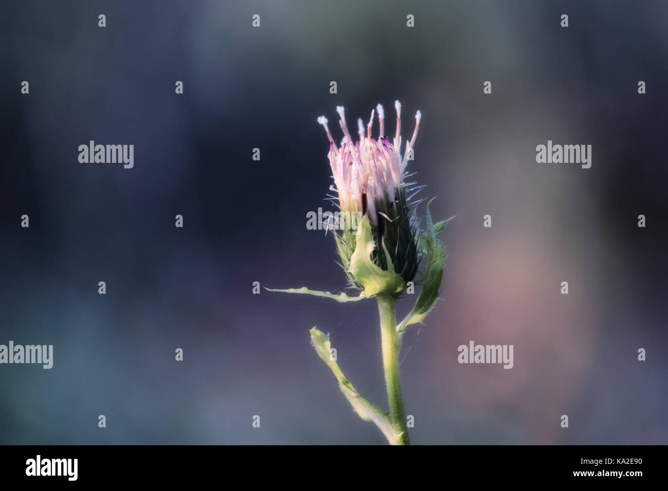 Nahaufnahme einer rosa lila Flieder. Bunten Hintergrund, Pastellfarben, warme Farbtöne. Stockfoto